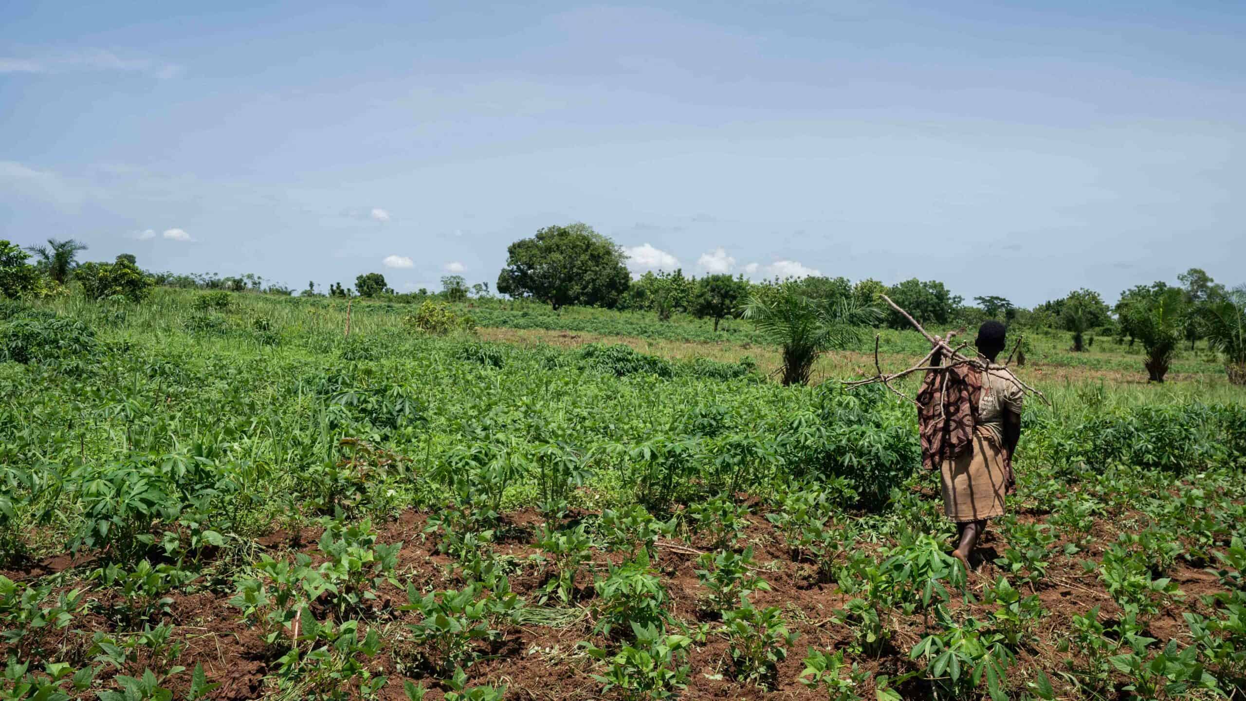 Une agricultrice travaille dans un champ de manioc au Bénin